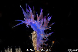 just a little (very little) flabellina. I had to use the ... by Gaetano Gargiulo 